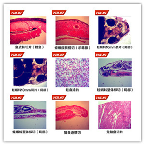 四川脊索动物门鱼纲类切片