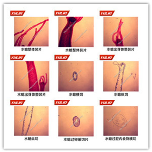 四川多孔腔肠扁形动物门生物玻片