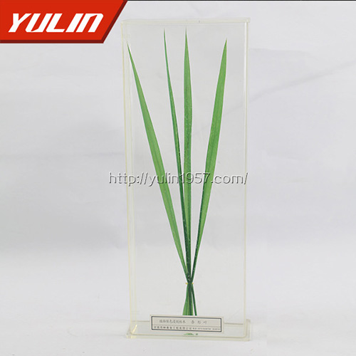 四川条形叶标本