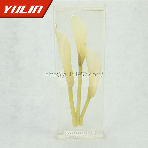 四川马蹄莲标本