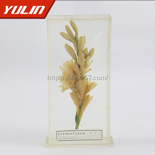 四川晚香玉标本