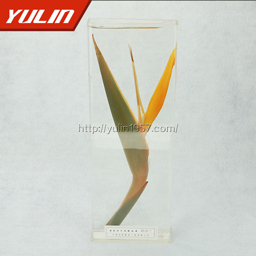 四川鹤望兰标本