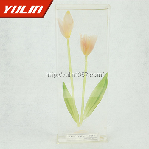 四川郁金香标本