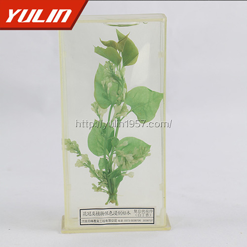 四川白香花标本