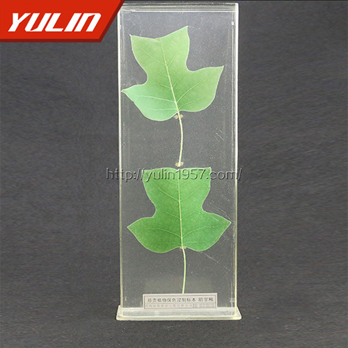 四川非洲菊标本