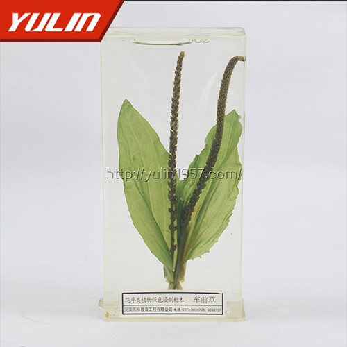 四川车前草标本