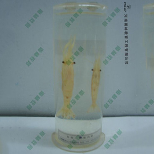 四川动物干制标本