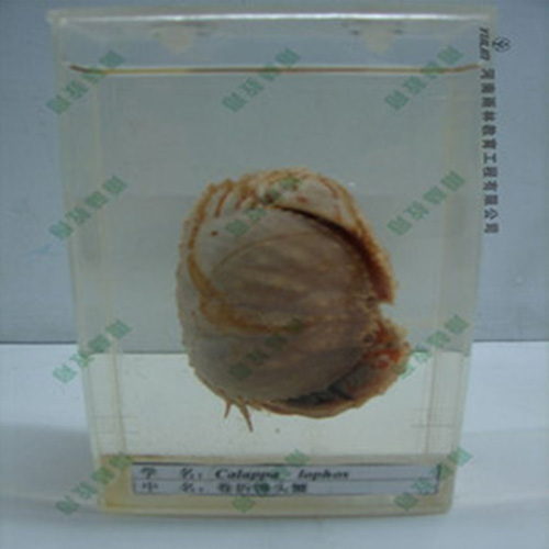 四川卷折馒头蟹标本