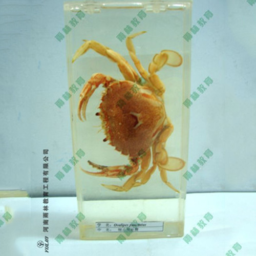 四川海蛰包埋标本