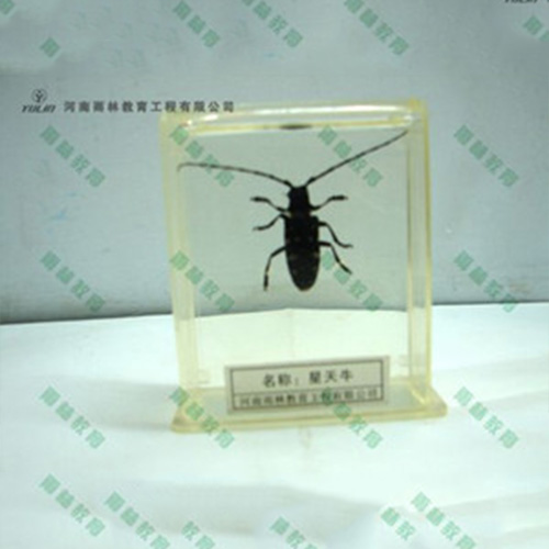 四川星天牛包埋标本