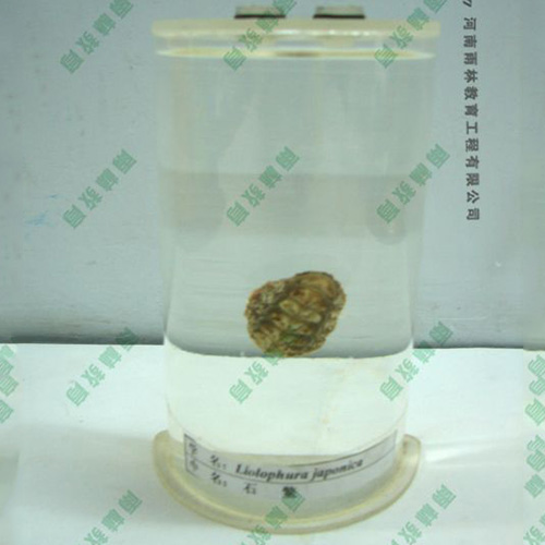 四川石鳖浸制标本