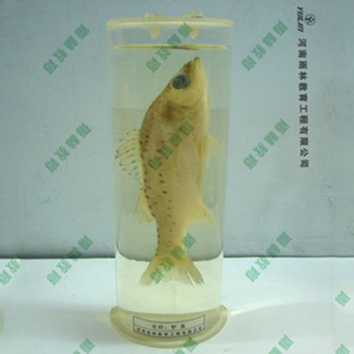 四川教学用鱼解剖浸制标本