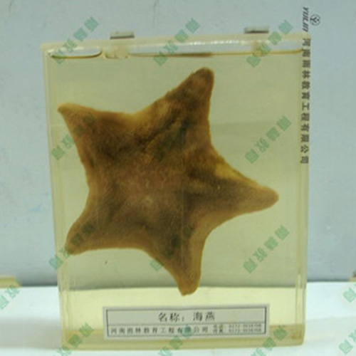 四川海葵包埋标本
