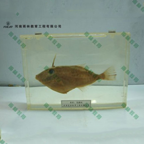 四川鱼解剖包埋标本