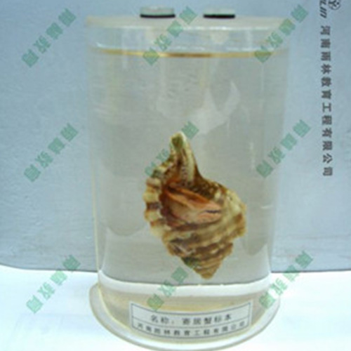 四川寄居蟹浸制标本