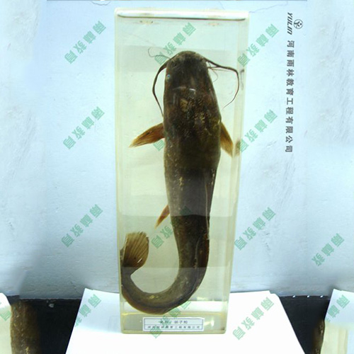 四川动物浸制标本