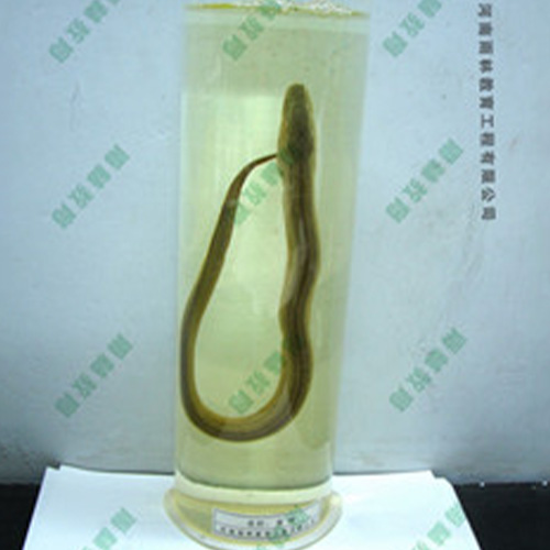 四川黄鲢浸制标本