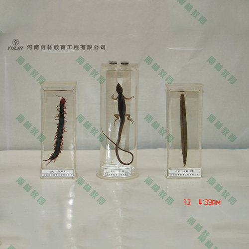 四川草蜥浸制标本