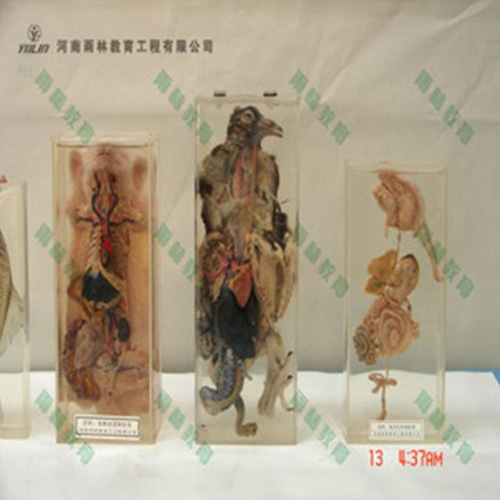 四川鸽解剖包埋标本