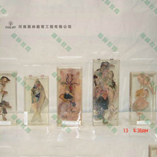 四川兔解剖包埋标本