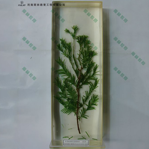 四川水杉浸制标本