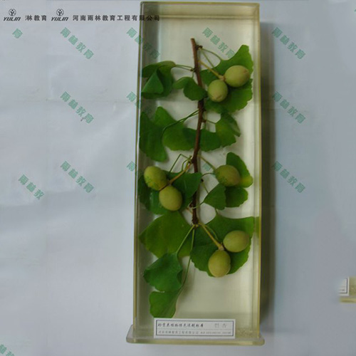 四川银杏浸制标本