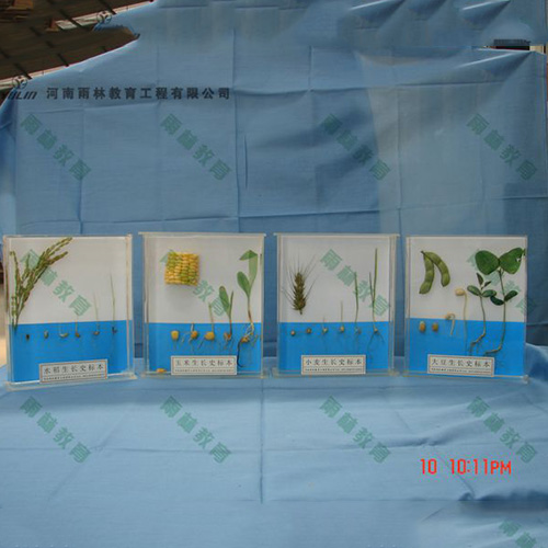 四川植物生长标本