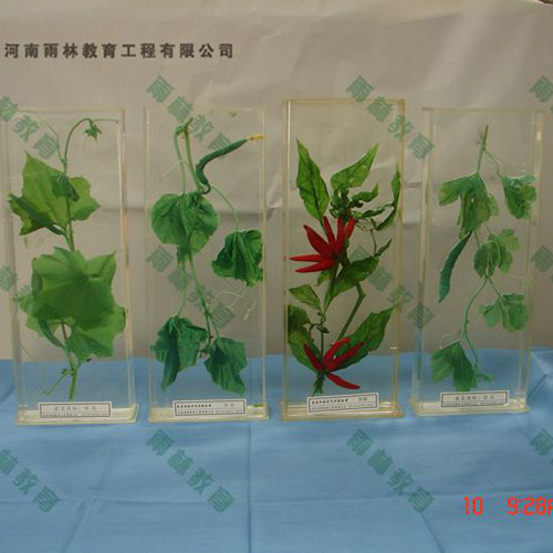 四川植物根的类型