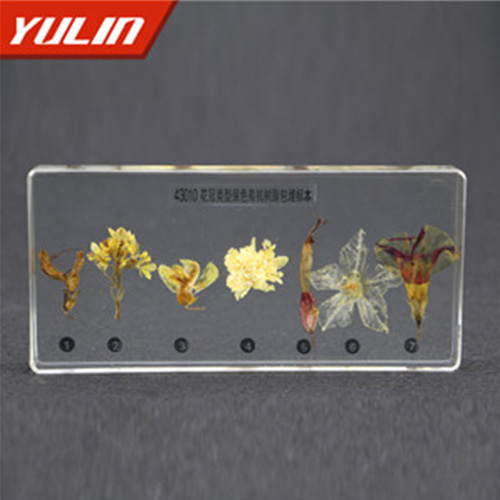 四川花冠类型包埋标本