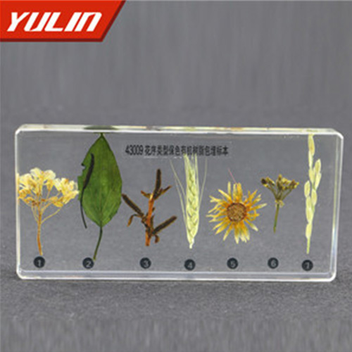 四川花序类型包埋标本