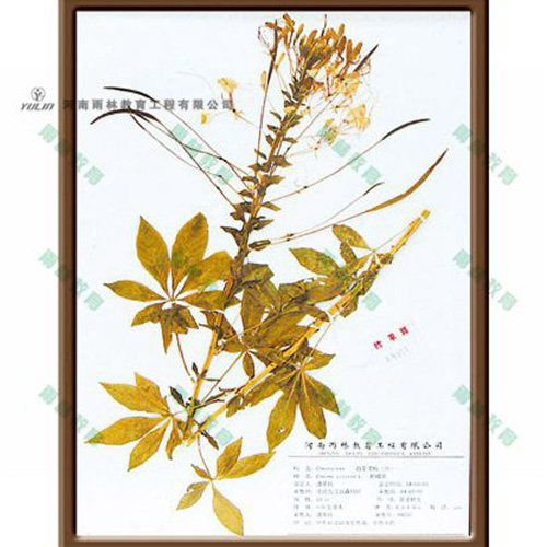 四川醉蝶花标本