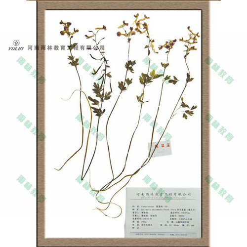 四川紫堇科腊叶标本