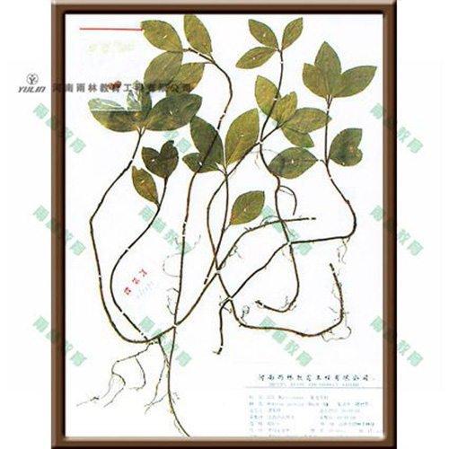 四川紫金叶牛标本