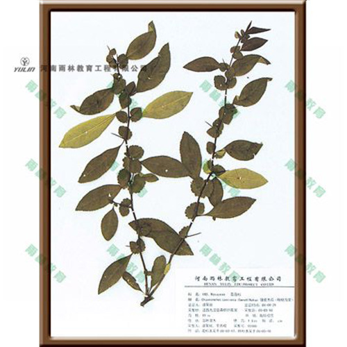 四川皱皮木瓜腊叶标本