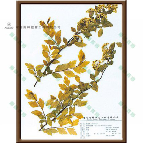 四川中华绒线菊标本