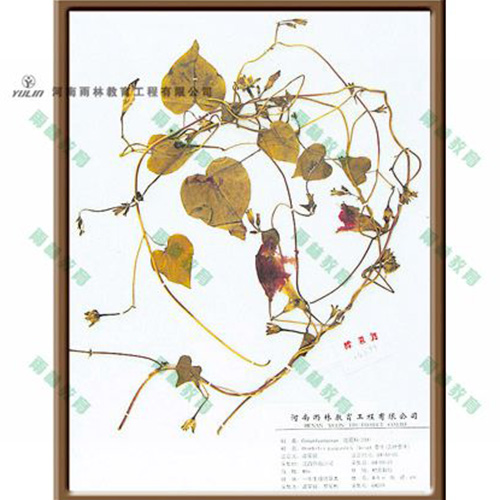 四川圆叶牵牛标本