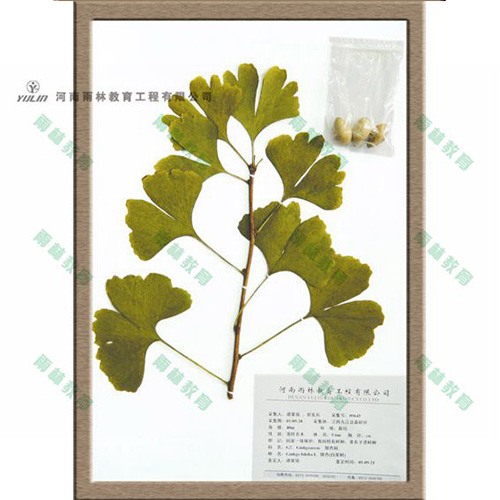 四川银杏科腊叶标本