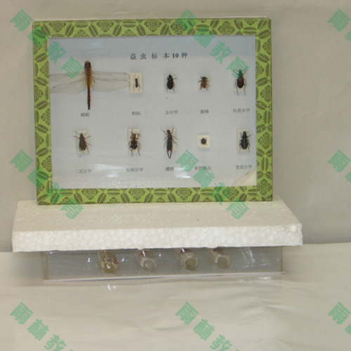 四川益虫标本