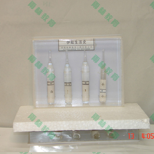 四川害虫标本25种