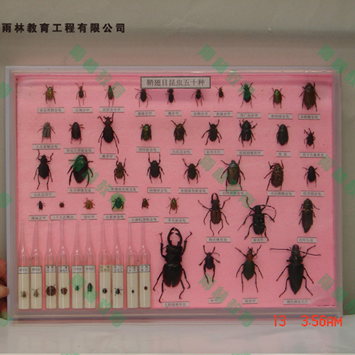 四川鞘翅目科昆虫