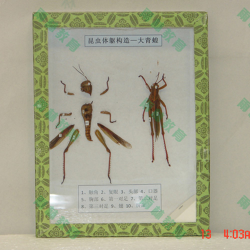 四川同翅目科昆虫