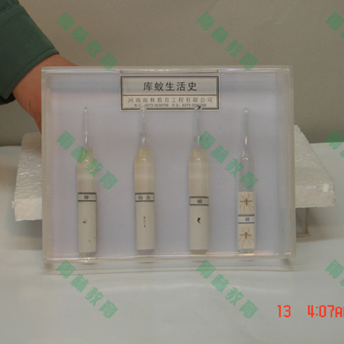 四川膜翅目科昆虫