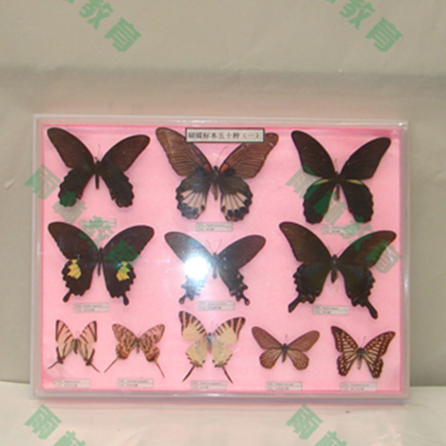 四川中国蝴蝶100种