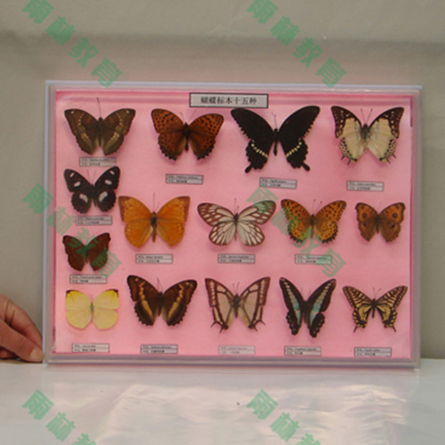 四川昆虫足类标本