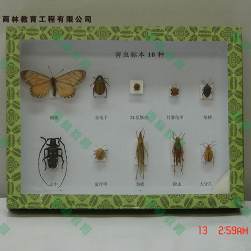 四川园林害虫昆虫标本