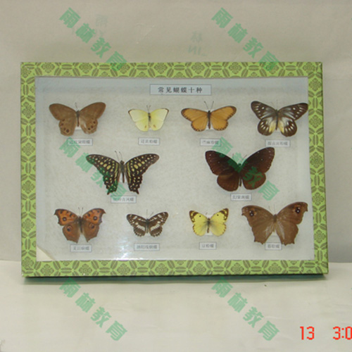 四川进口昆虫100种