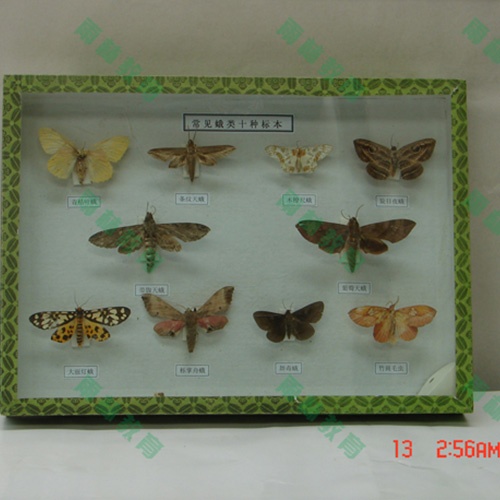 四川常见昆虫套装标本