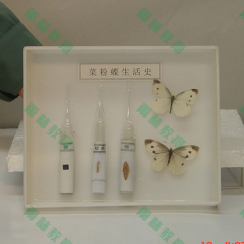 四川昆虫口器标本