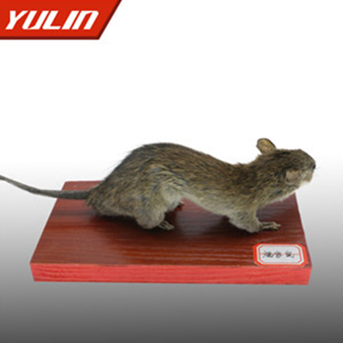 四川褐家鼠标本