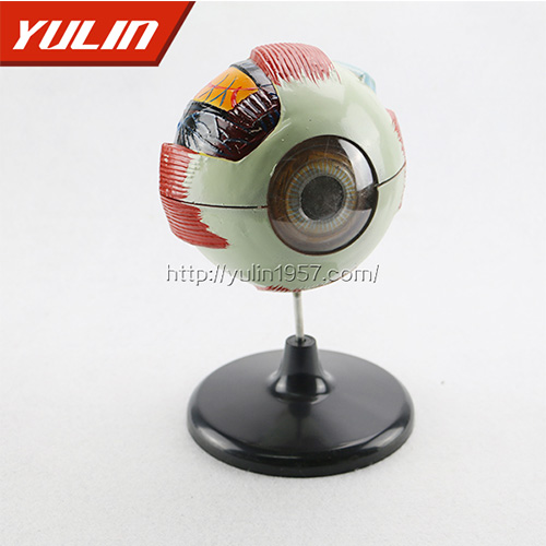 四川眼球解剖模型